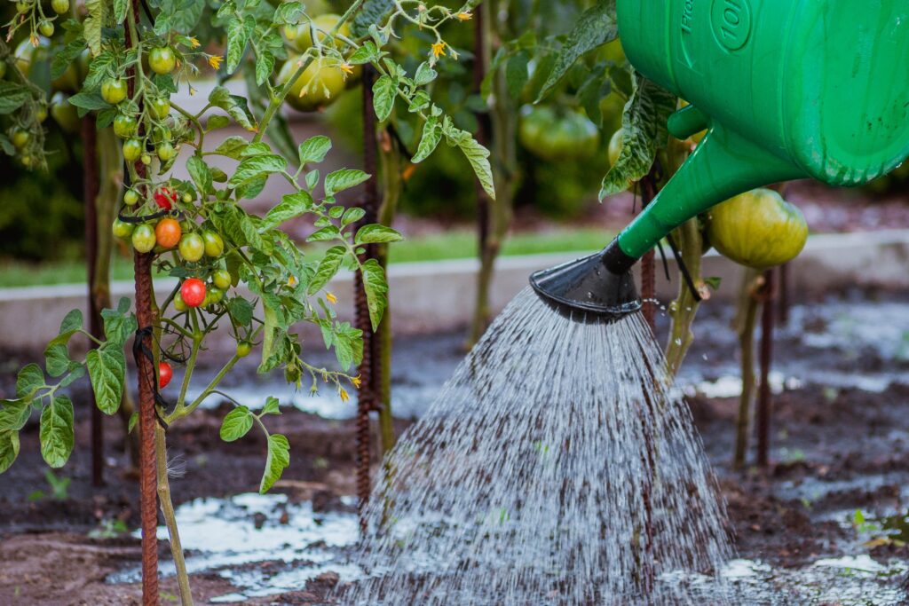 Tomate : Les débuts du chauffage infrarouge en serre hors-sol